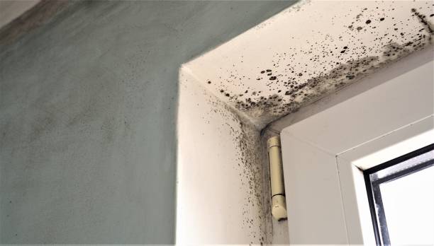 Mold Documentation for Insurance Claims in Fillmore, CA