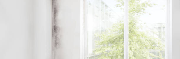Best Biohazard Mold Removal  in Fillmore, CA