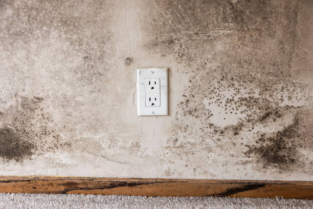 Best Post-Construction Mold Inspection  in Fillmore, CA