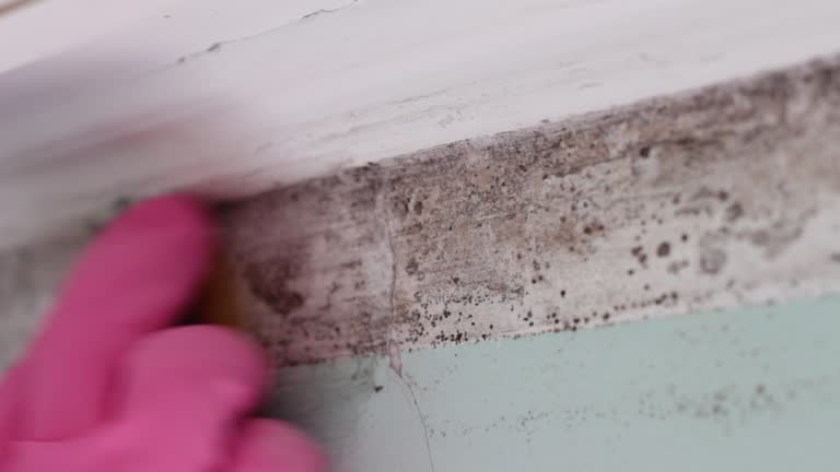 Best Crawl Space Mold Remediation  in Fillmore, CA